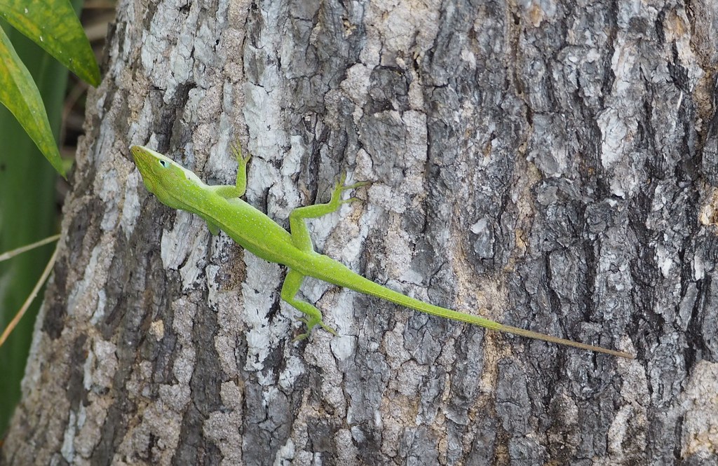 Northern Green Anole