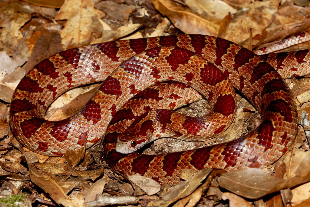 Northern Mole Kingsnake 