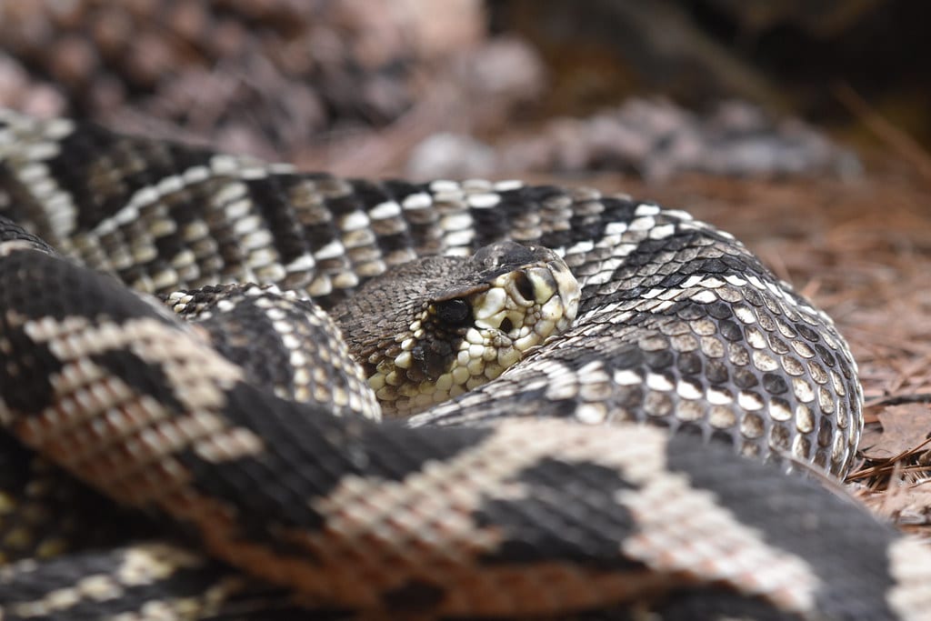Northern Pine Snake