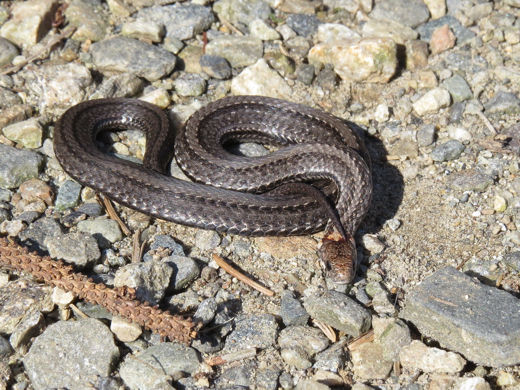 Northern Red-bellied Snake - Types of Snakes in Kansas