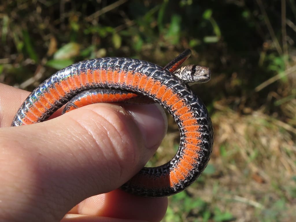 Northern Red-Bellied Snake - Types of Snakes in New Hampshire