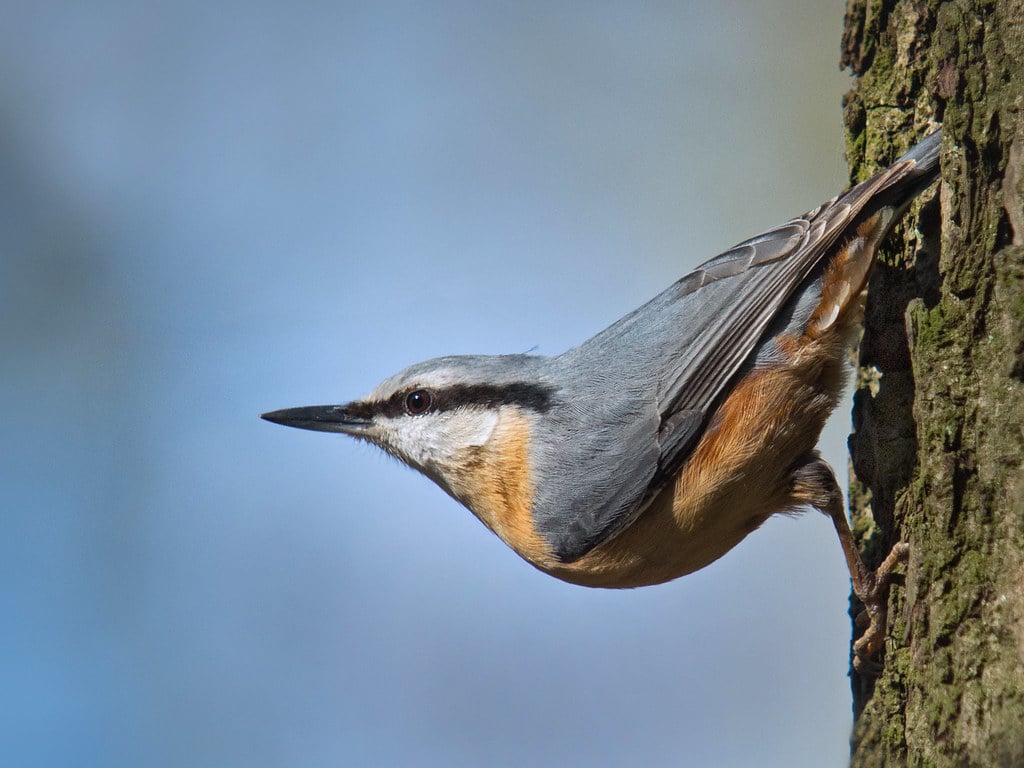 Nuthatch - What Birds Eat Mealworms