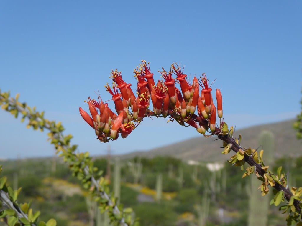 Ocotillo