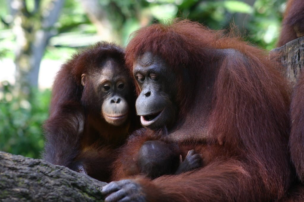 Orangutan