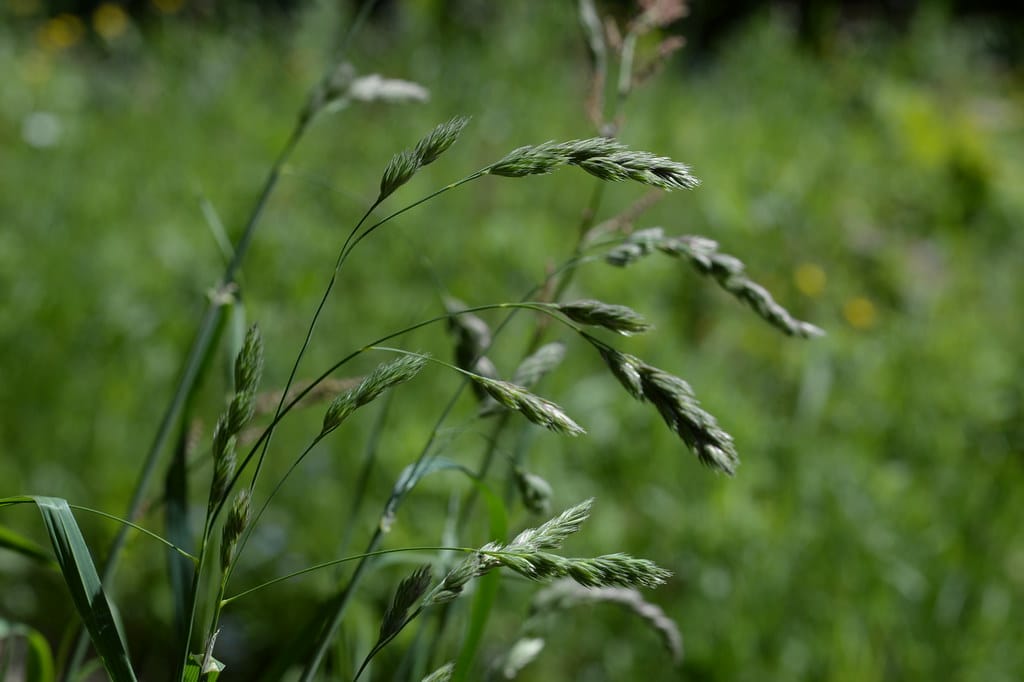 Orchard Grass