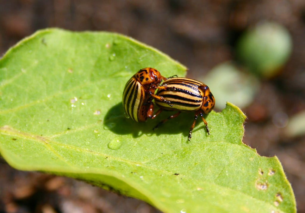 Potato Beetle
