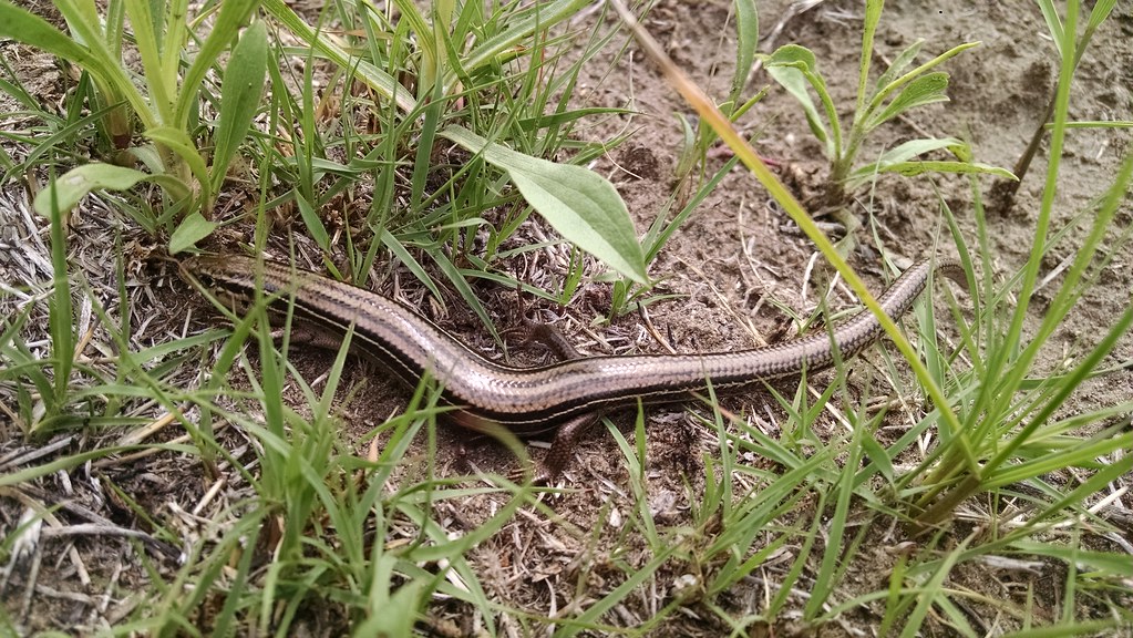 Prairie Skink - Lizards in Missouri