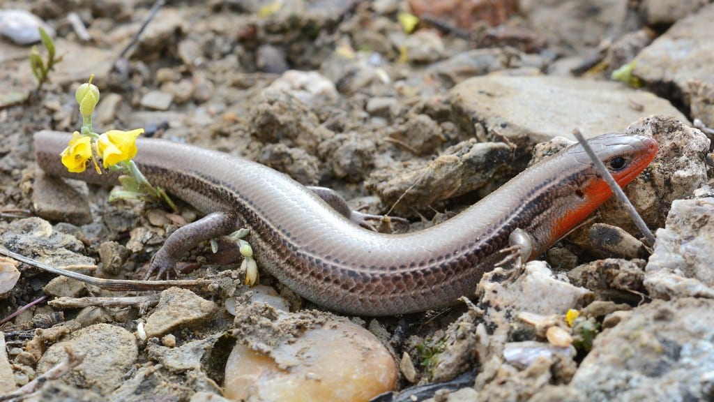 Prairie Skink