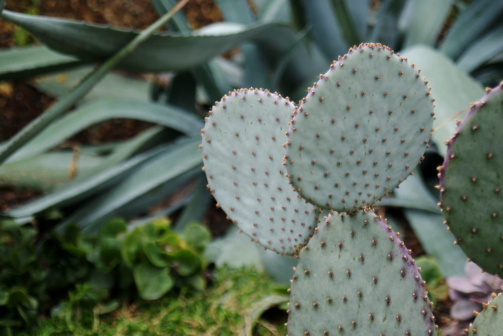 Prickly Pear Cactus 