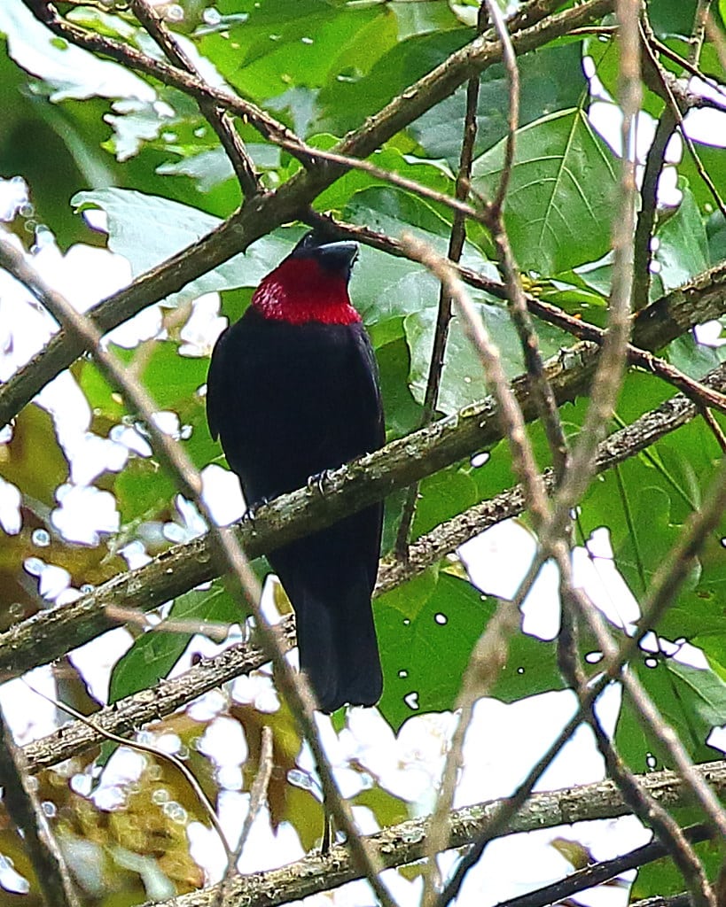 Purple-throated Fruitcrow