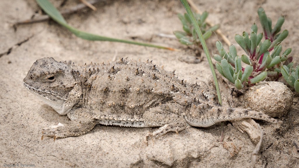 Pygmy Short-Horned Lizard