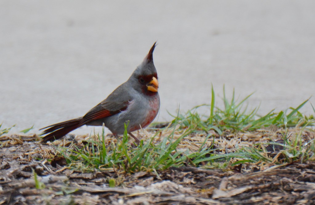 Pyrrhuloxia 