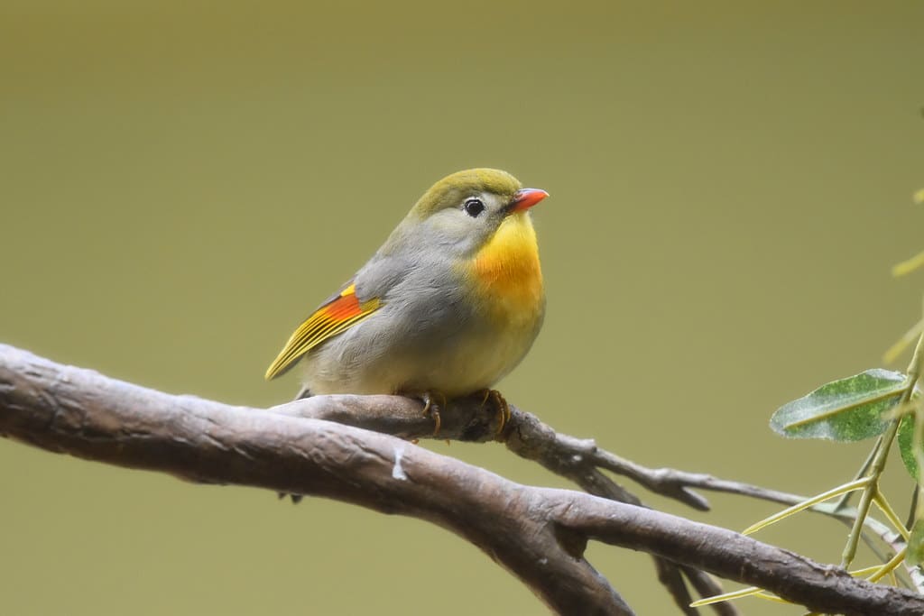 Red-billed Leiothrix