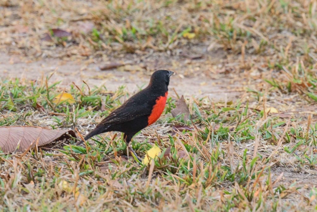 Red-breasted Meadowlark