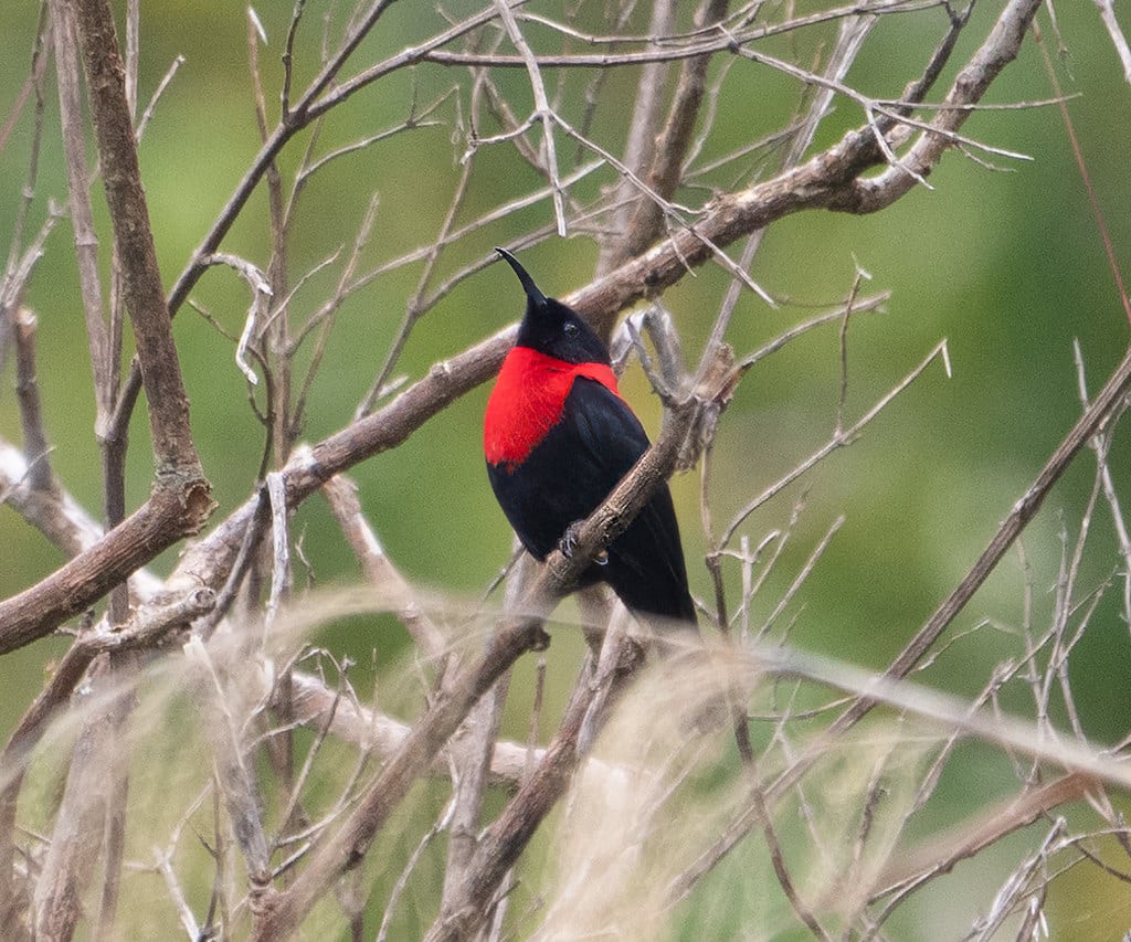 Red-collared Myzomela