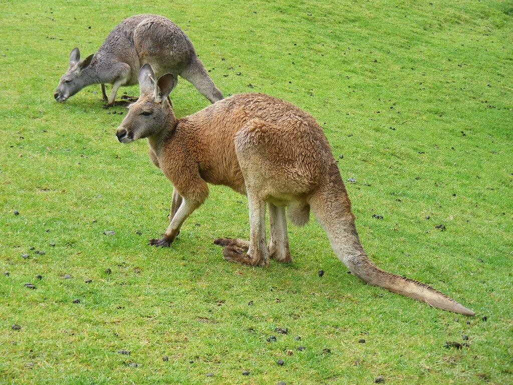 Red Kangaroo
