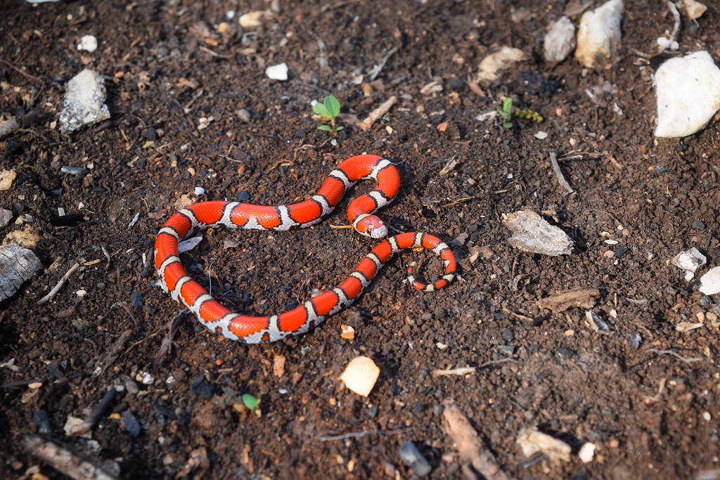 Red Milk Snake - Types of Snakes in Indiana 