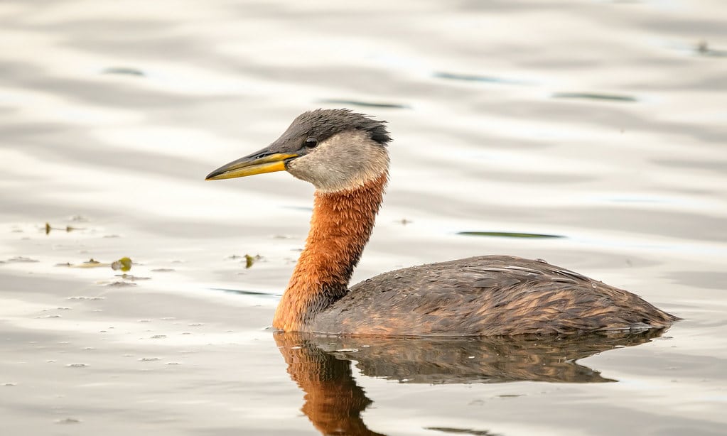 Red-necked Grebe