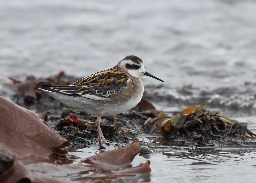 Red-necked Phalarope