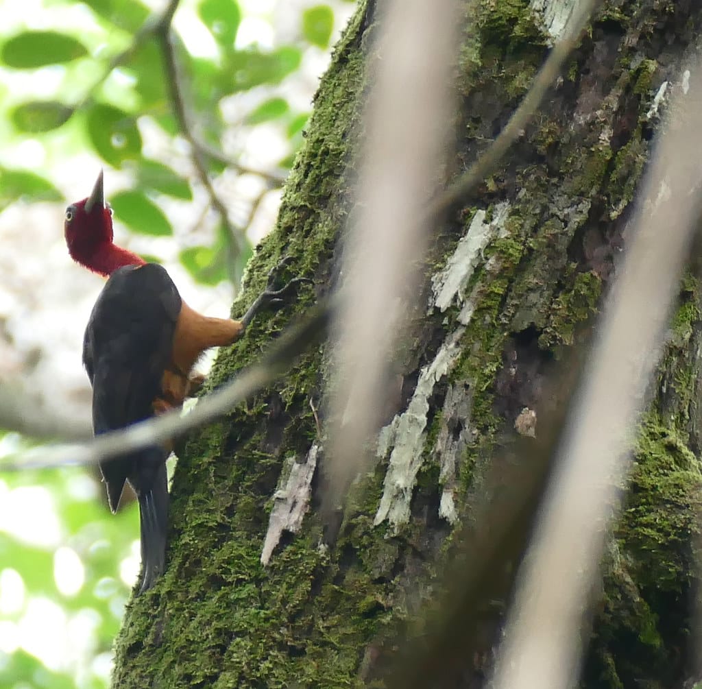 Red-necked Woodpecker