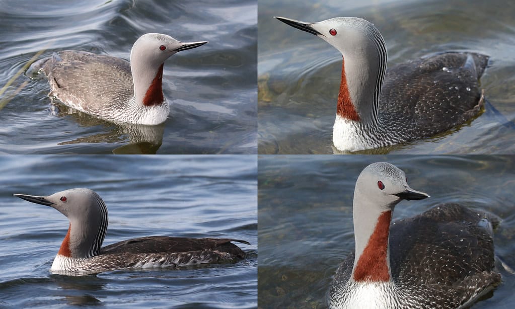 Red-throated Loon