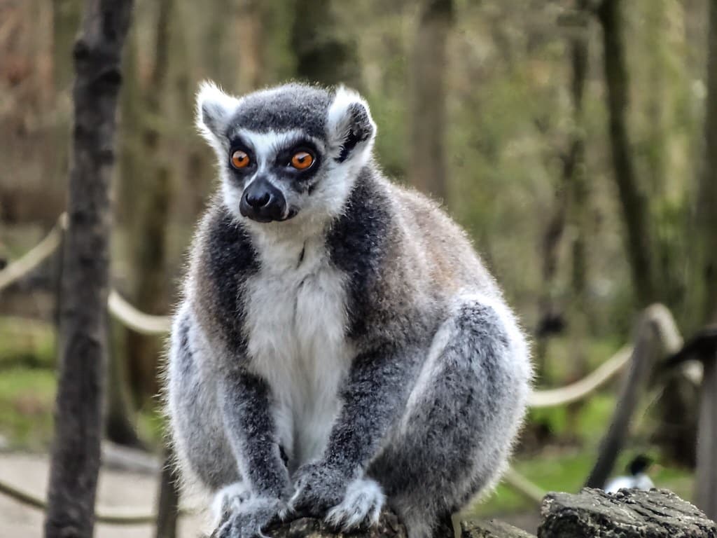Ring-tailed Lemur