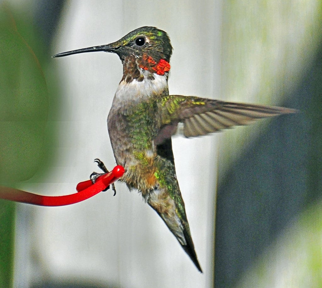 Ruby-throated Hummingbird
