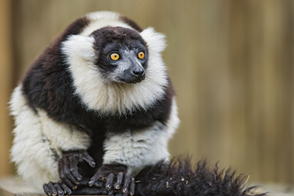Ruffed Lemur