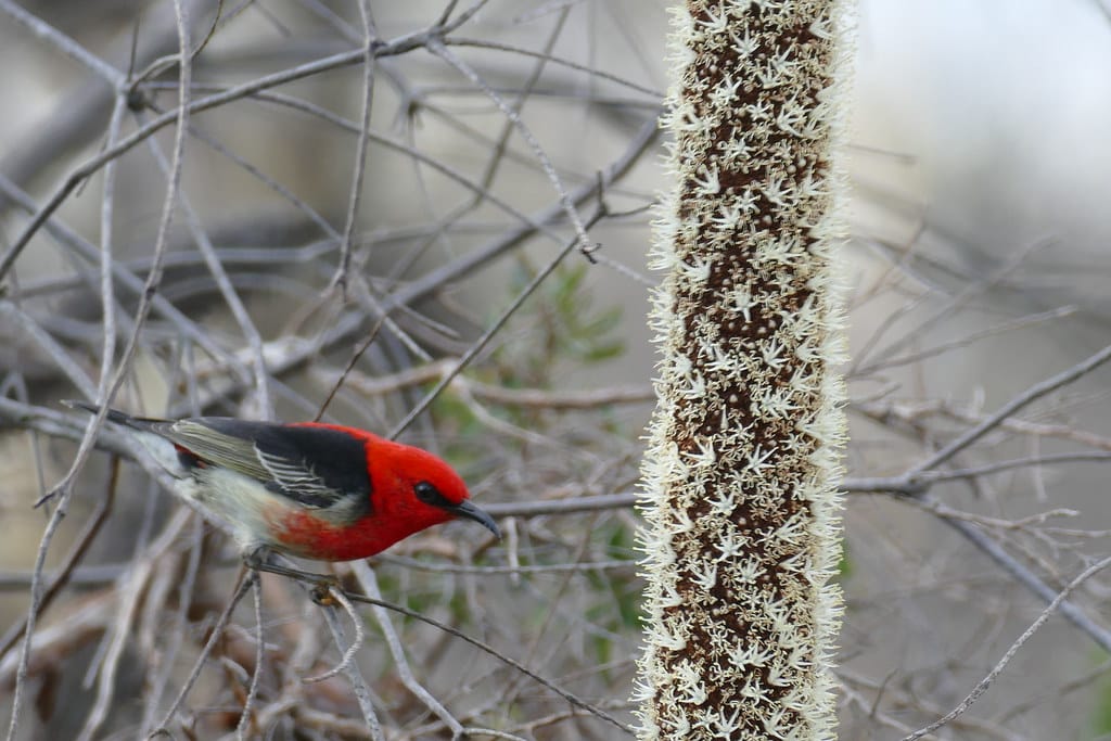 Scarlet Honeyeater