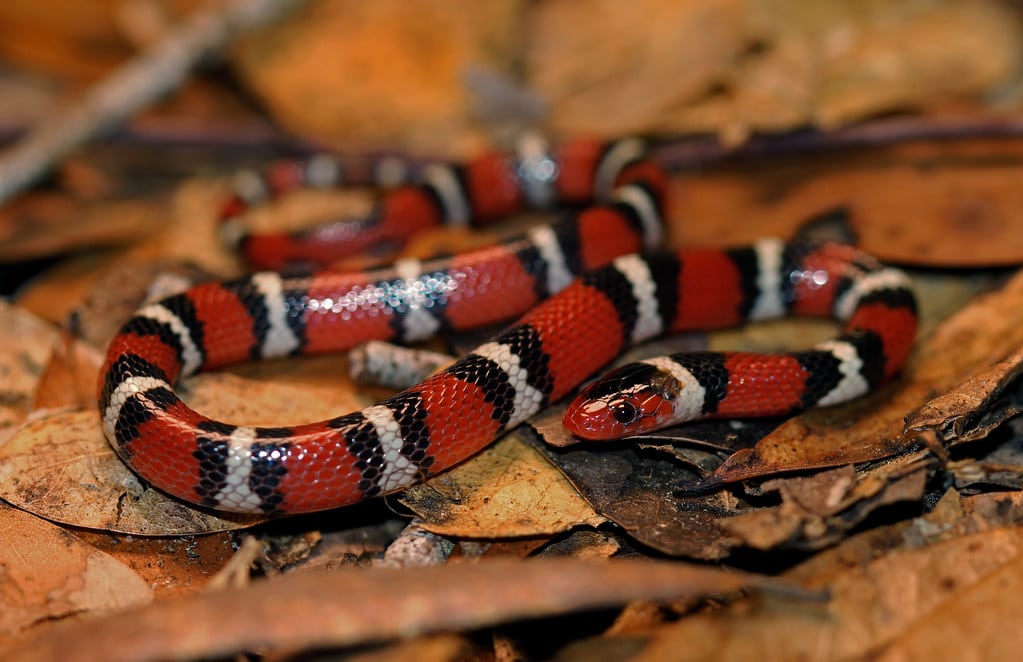 Scarlet Snake