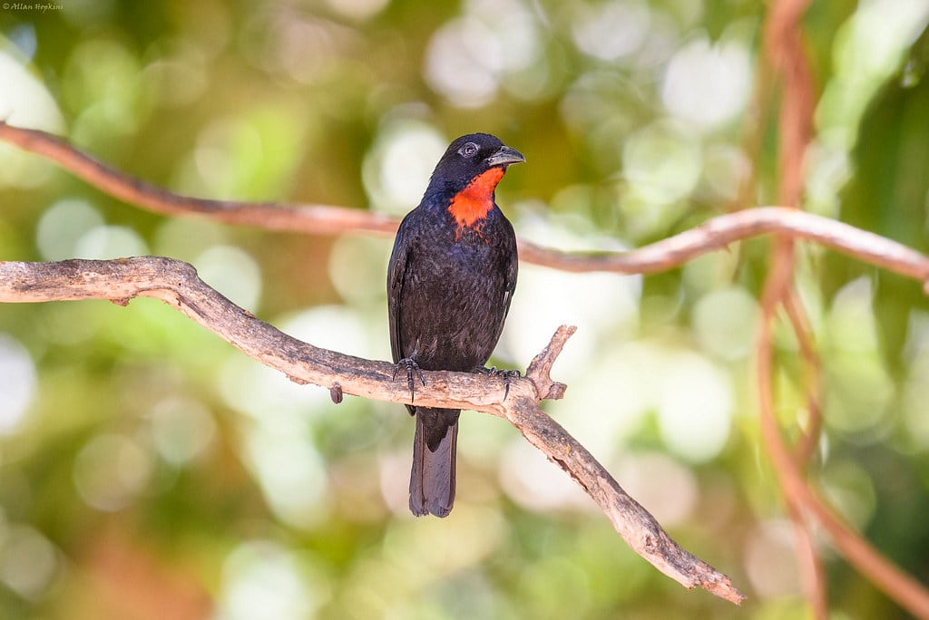 Scarlet-throated Tanager