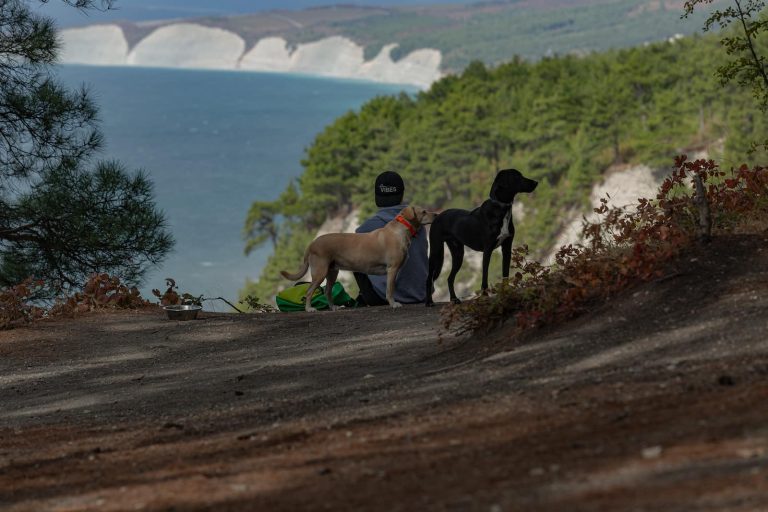 10 Scottish Dog Breeds You Should Know