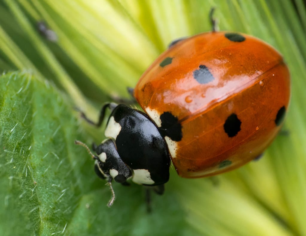 Seven-spotted ladybugs 