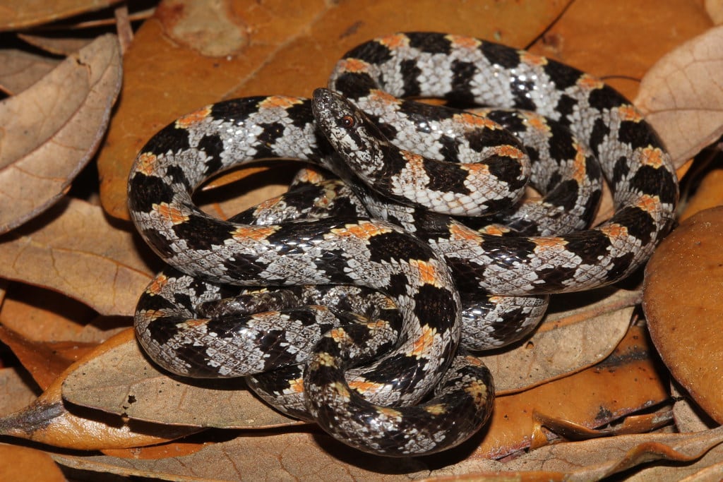Short-tailed Kingsnake 