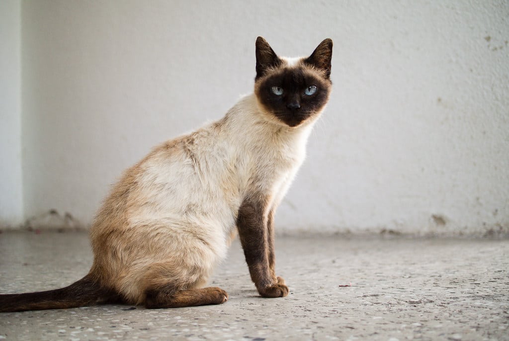 Siamese - Famous Cat Breeds
