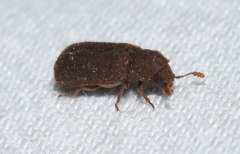 Skin Beetle