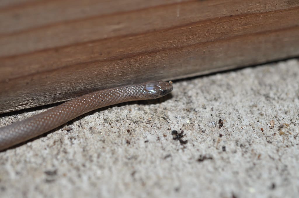 Smooth Snake - Types of Snakes in Greece