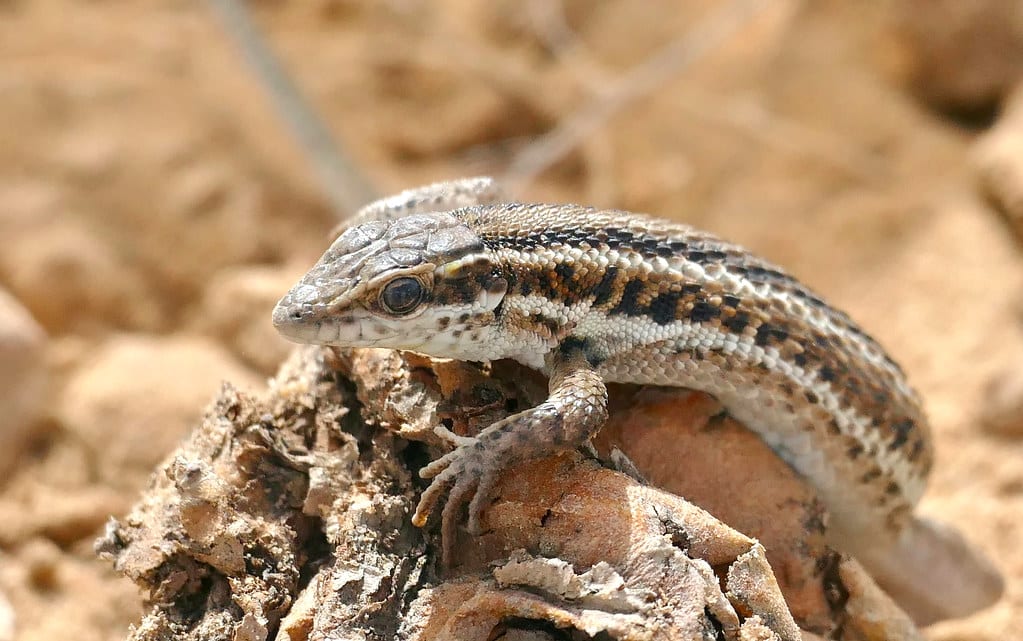 Snake-eyed Lizard