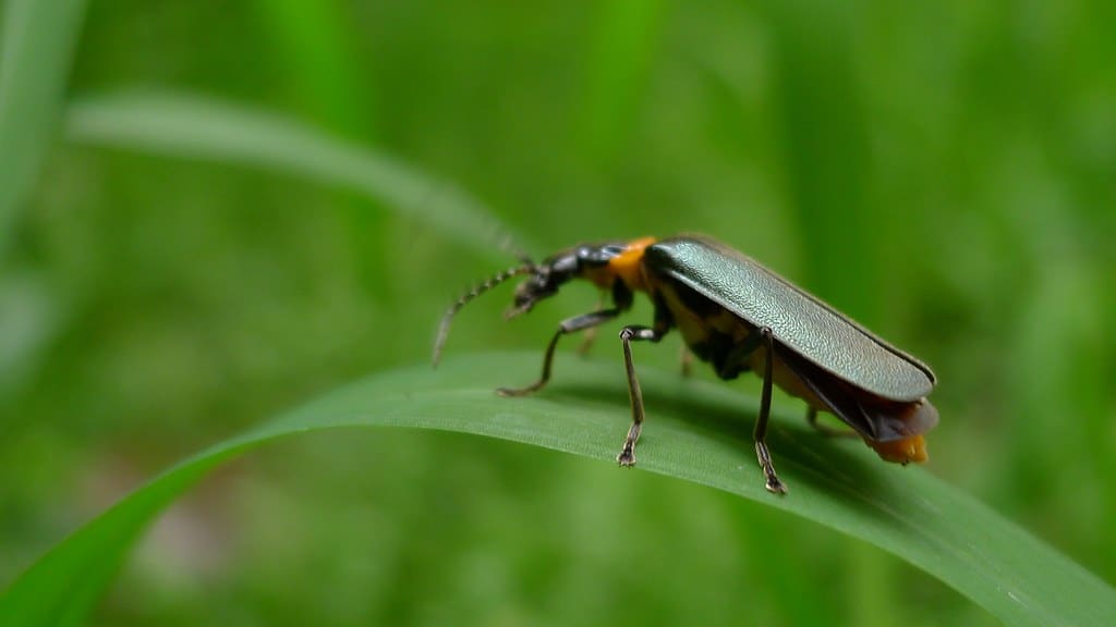 Soldier Beetle