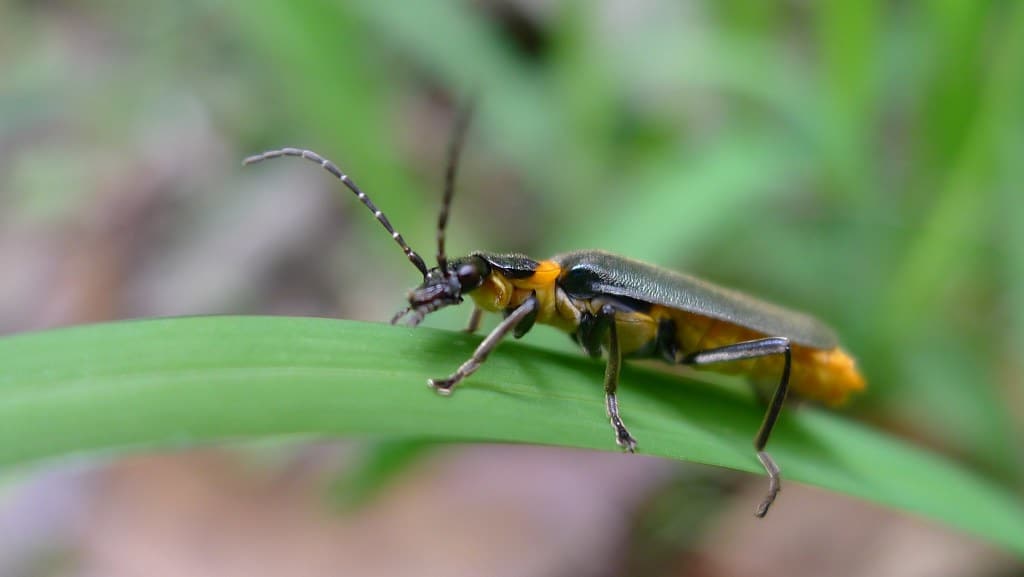 Soldier Beetle - Types of Beetles in Pennsylvania
