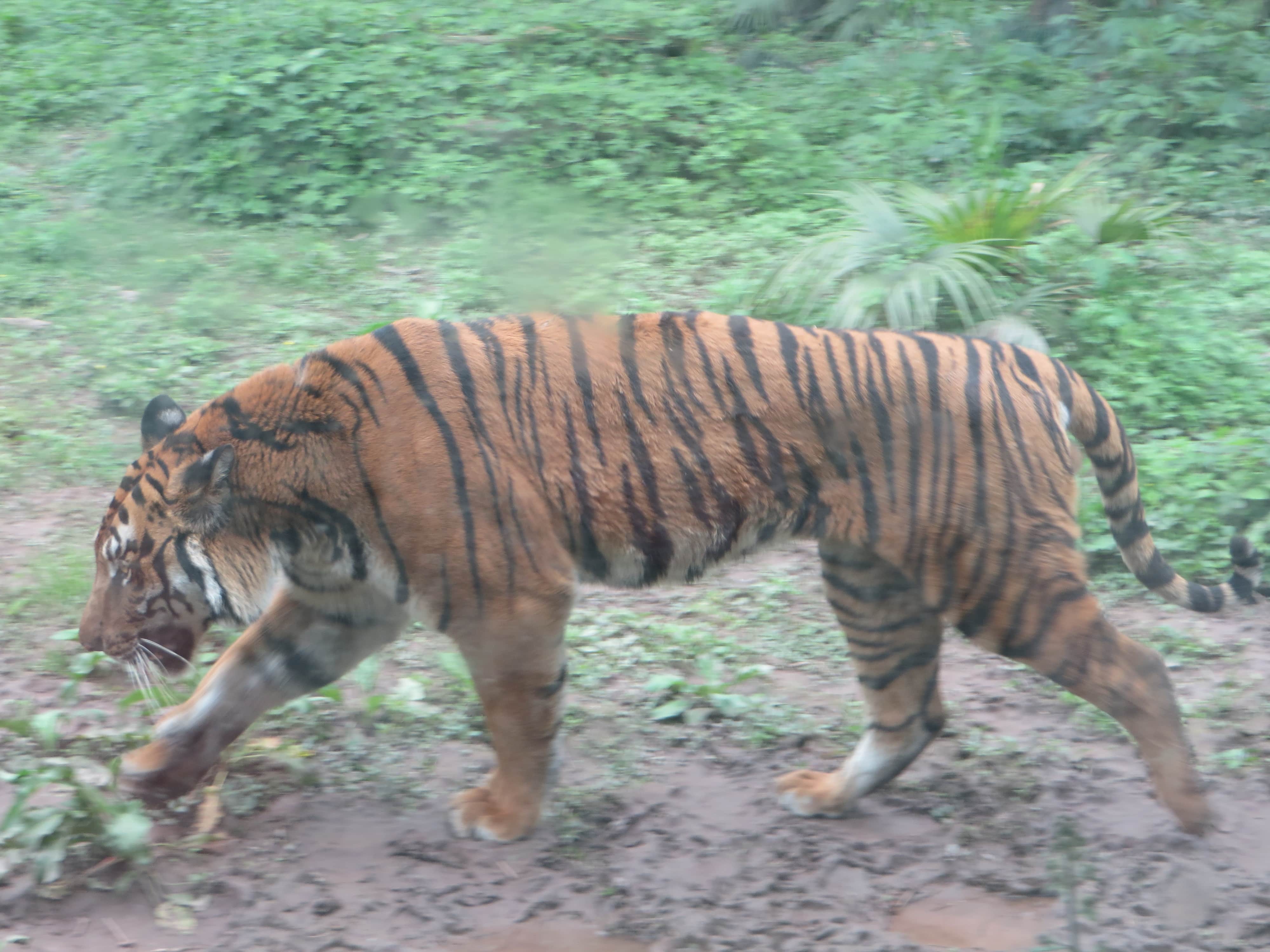 South China Tiger
