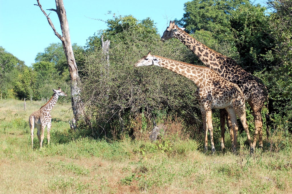 South Luangwa National Park