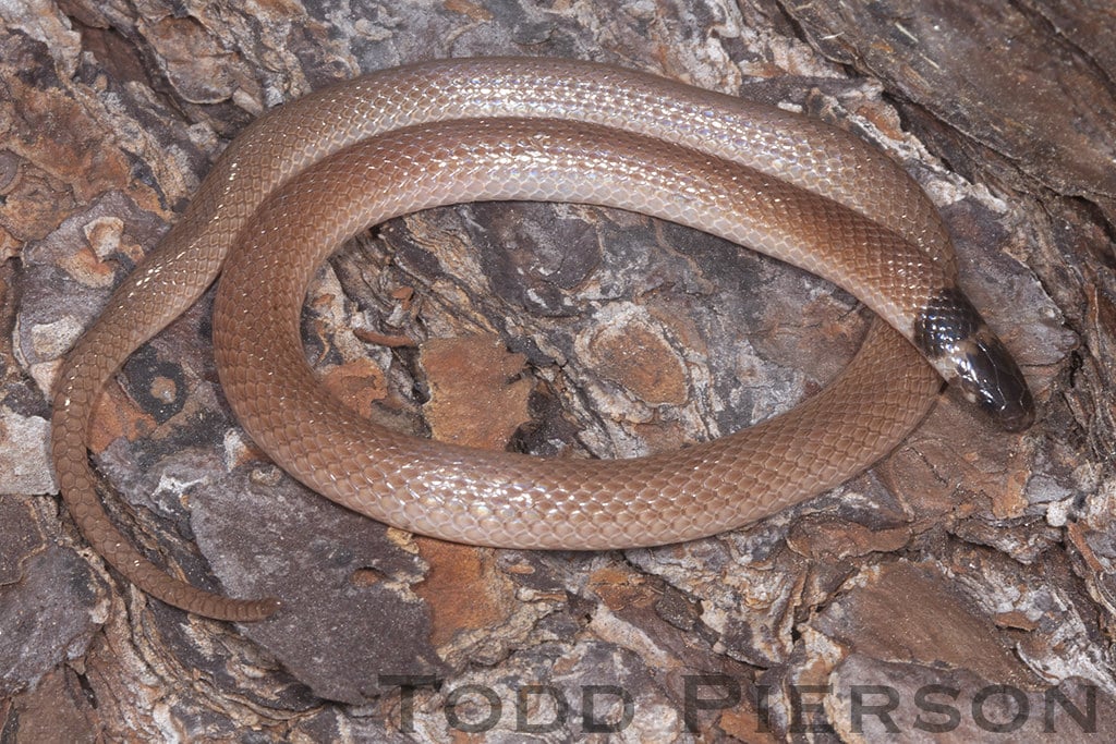 Southeastern Crown Snake