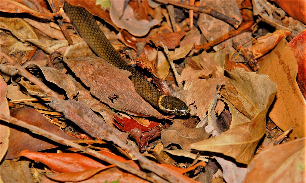 Southern Crowned Snake