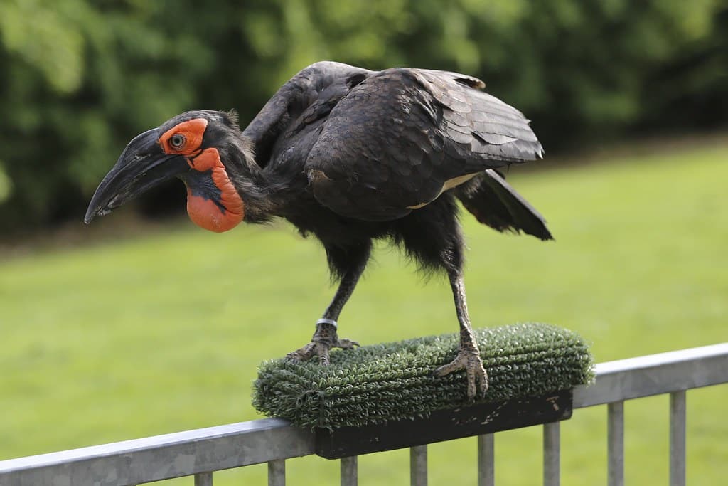 Southern Ground Hornbill