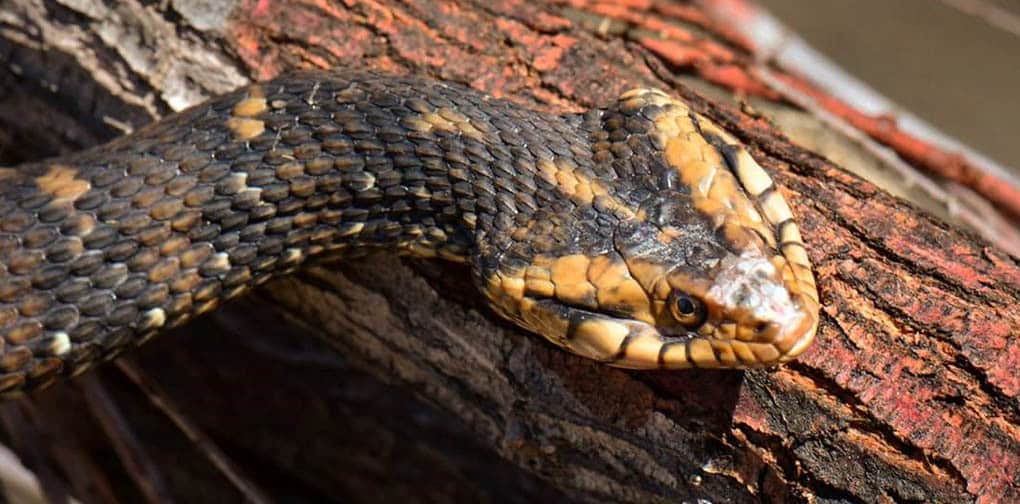 Southern Watersnake 