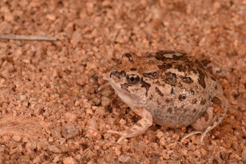 Spencer’s Burrowing Frog