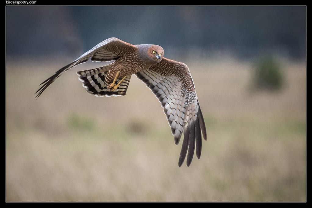 Spotted Harrier