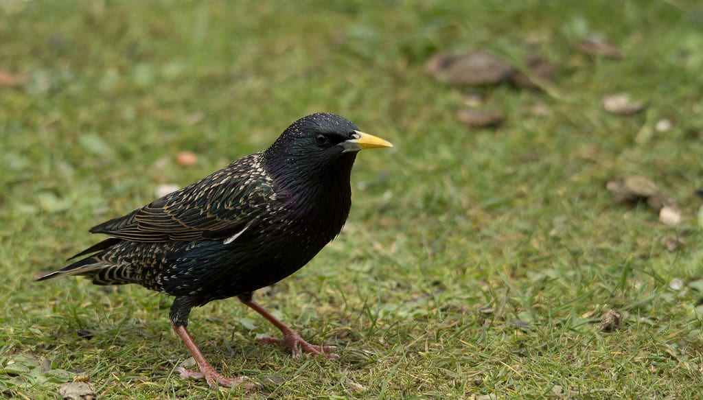 Starlings
