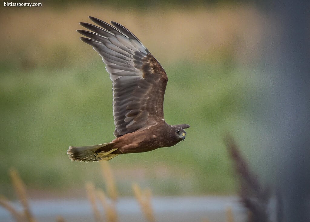 Swamp Harrier